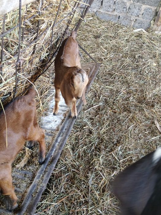 Козлята , самцы, 2 шт нубийцы