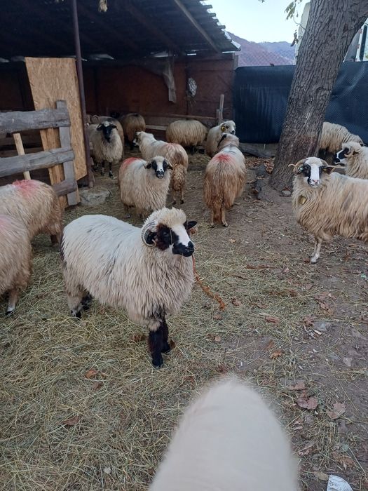 Vând oi bune de ținut