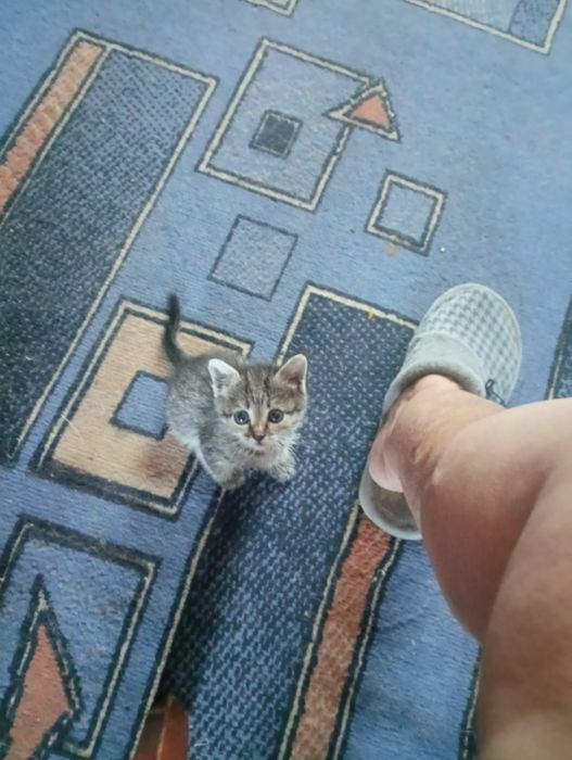 Отдам.                                              .
