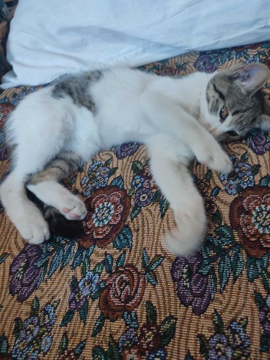 3 месечни котета