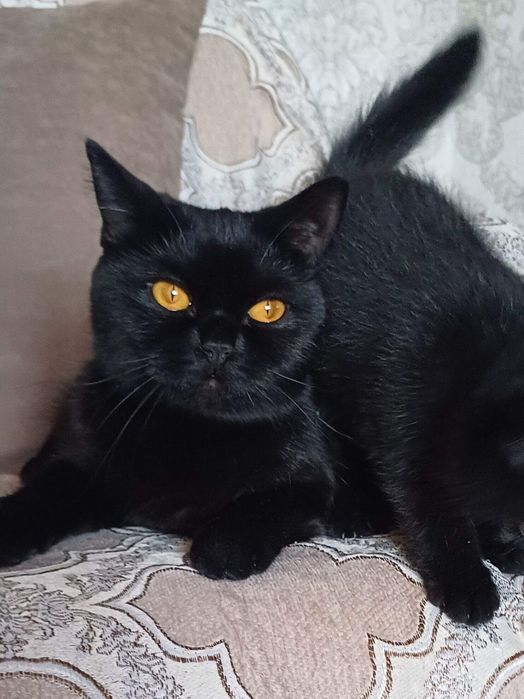 Черный котик с документами
