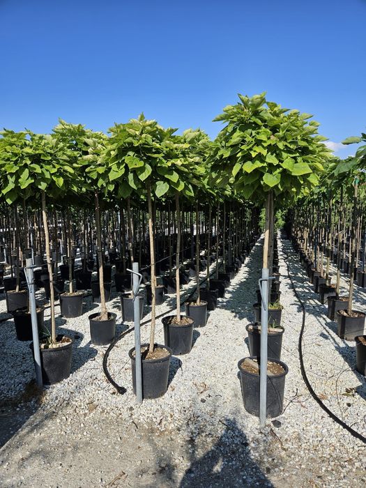 Catalpa globulară calitate extra transport gratuit
