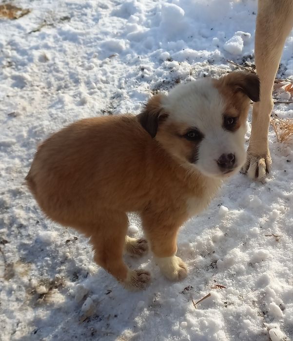 Щенки бесплатно, в добрые руки