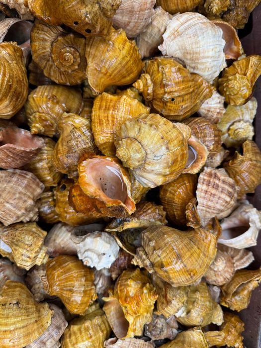 продавам лакирани рапани за домашни потреби