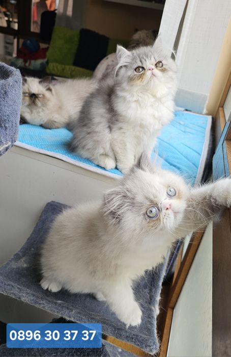 Котенца персийски