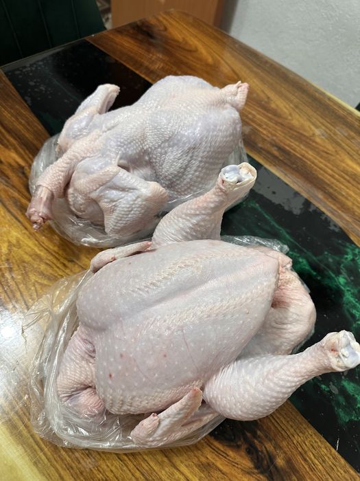 Куры домашний бройлер