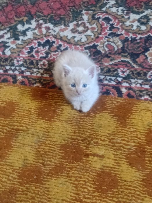 Ищем добрые руки для нежных котят!!!