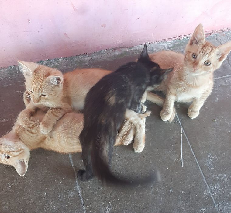 Pisicuțe pentru adopție