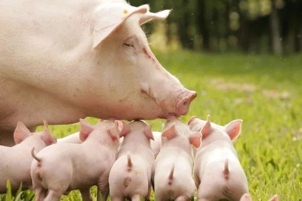 Продам поросят 1,5 месяца большая белая порода