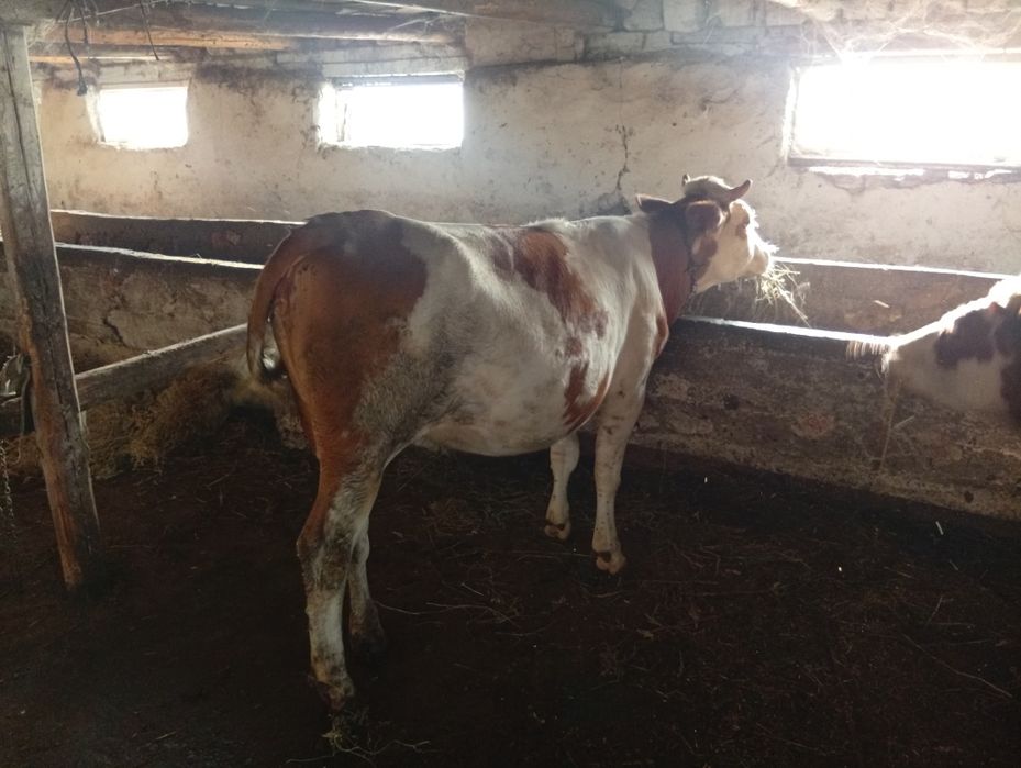 De vânzare viția