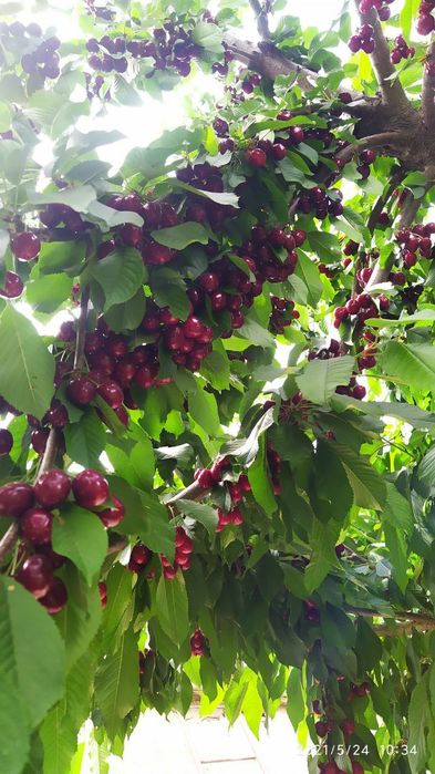 Karlek VA polekarlek geloslar 100%Kafolati bilan