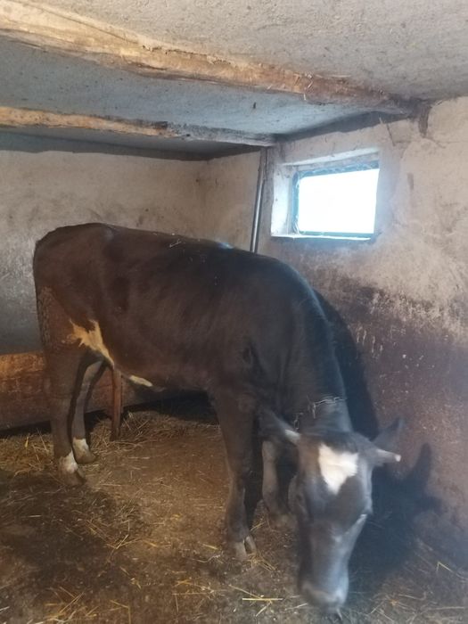 Vând vitea,rasa mixtă vârstă aproximativ un an jumate