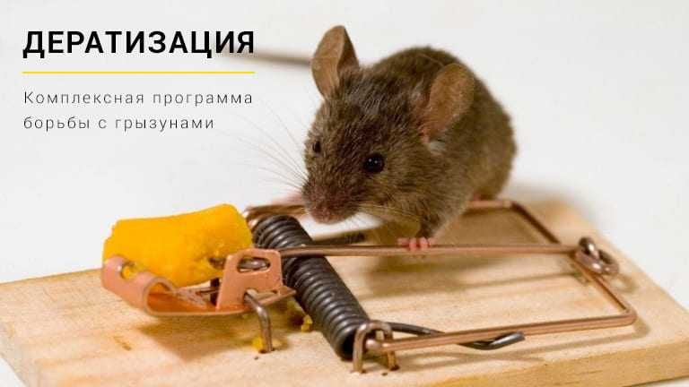 Услуги по дератизации и дезинсекции