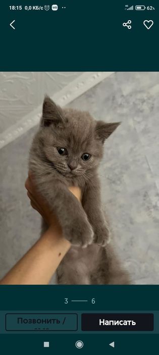 Вязка британского кота