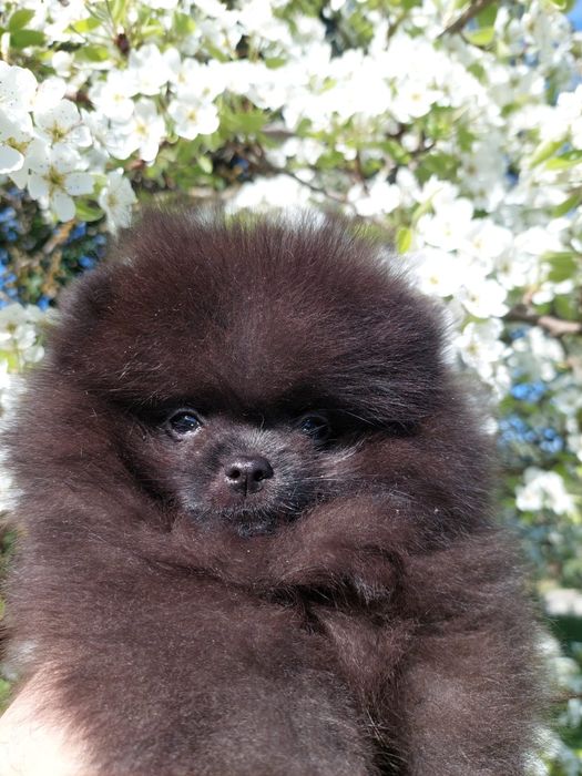 Mascul Pomeranian cu pedigree ACHR