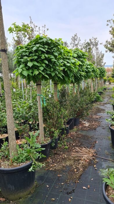 Photinia, catalpa, tuia, chiparos leylandii, plante ornamentale