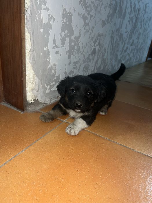 Отдам щенят в хорошие руки