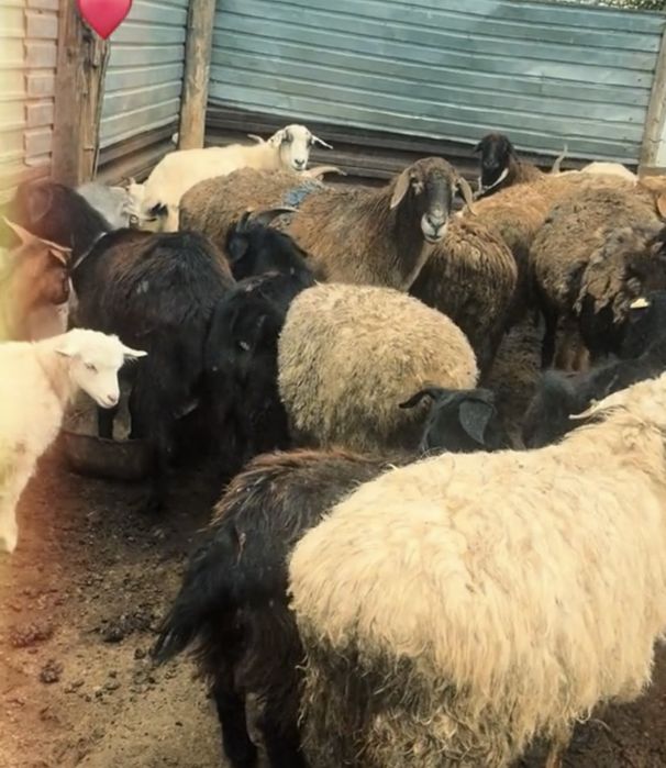 Продаю котных баран