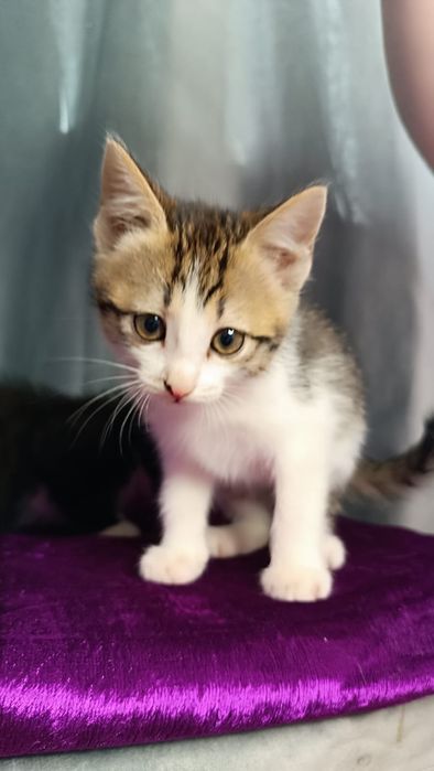 Ищет дом и добрые руки