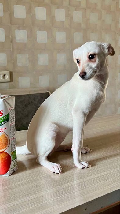 Девочка Юта ищет дом и семью!