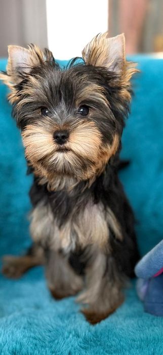 pui Yorkshire Terrier