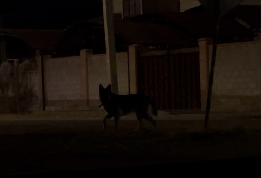 Пропала собака немецкая овчарка