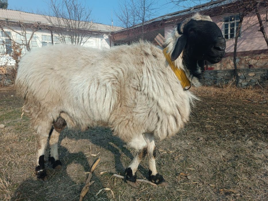 Qoʻchqor 4tish sotiladi