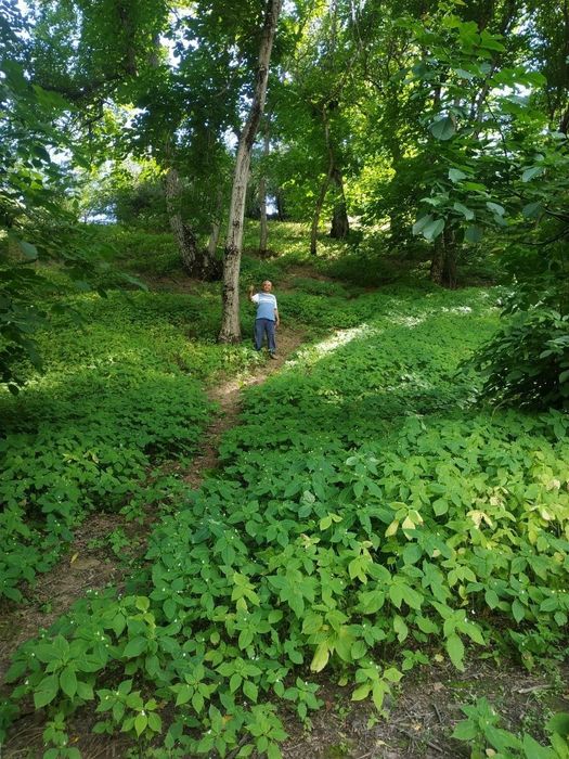 Dacha xumson sotiladi