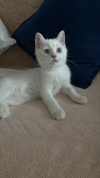 Голубоглазый котёнок Scottish Straight — мальчик