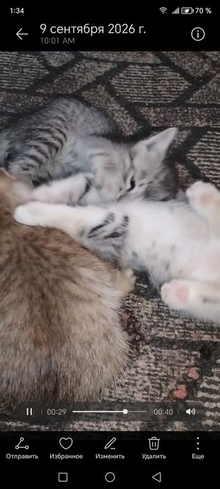 котята .маргаулар
