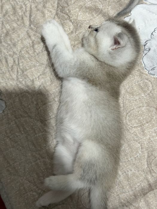 Scottish Fold mushukcha, 2 oy, 500 000 so‘m”