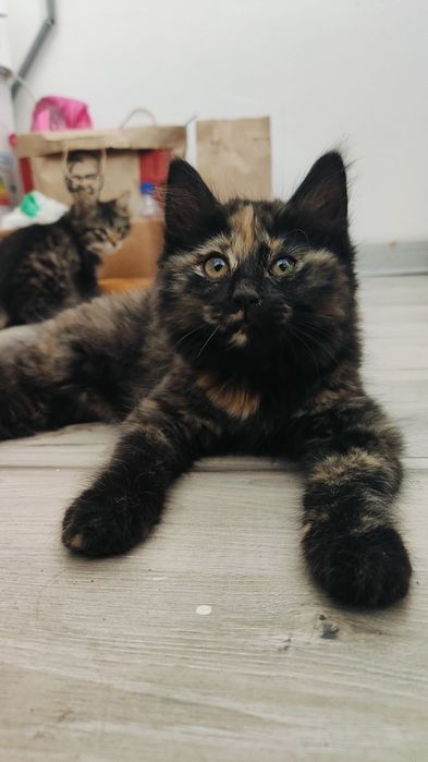 Маленькая кошечка ищет семью