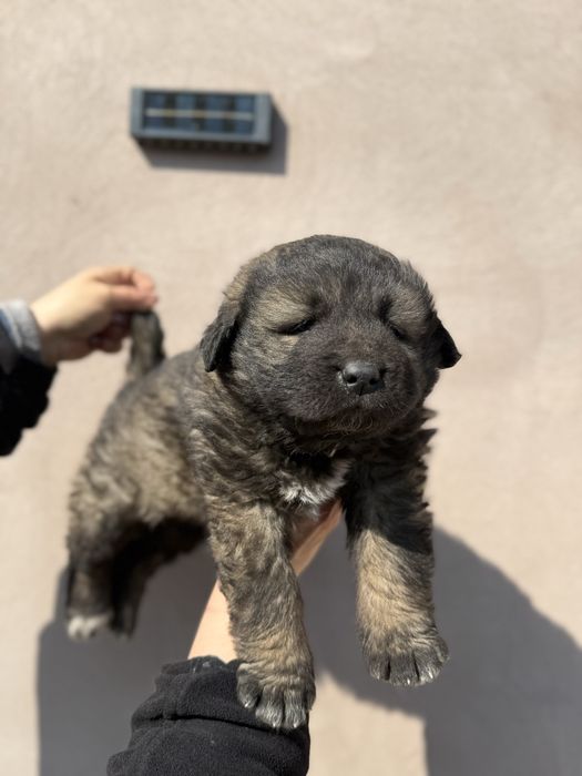 catel ciobanesc caucazian