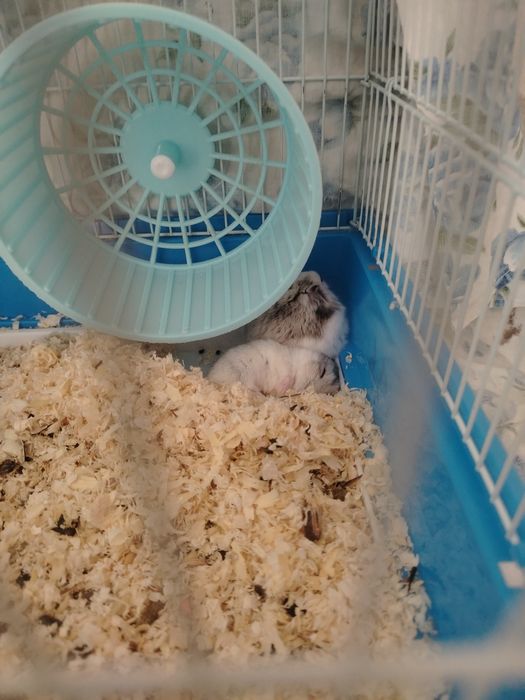 Продам хомяков с клеткой