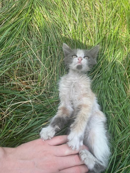 отдам котят в добрые руки