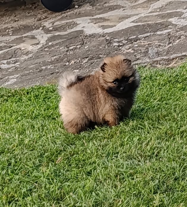 Pomeranian mini toy