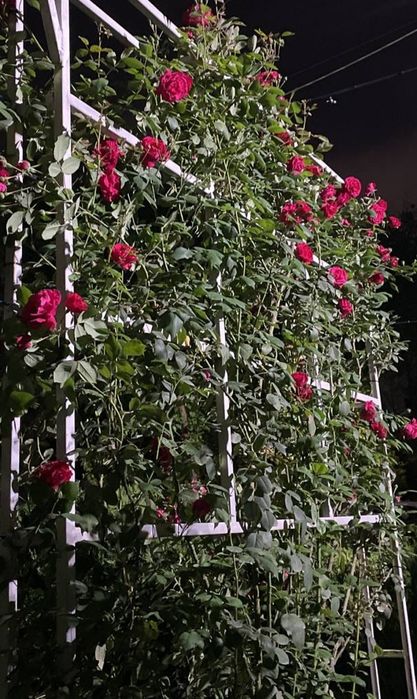 Роза плетистая, большой куст / Атиргул чирмашиб усадиган