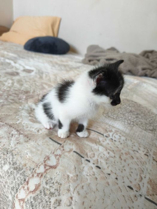 Търся дом на малко мъжко котенце