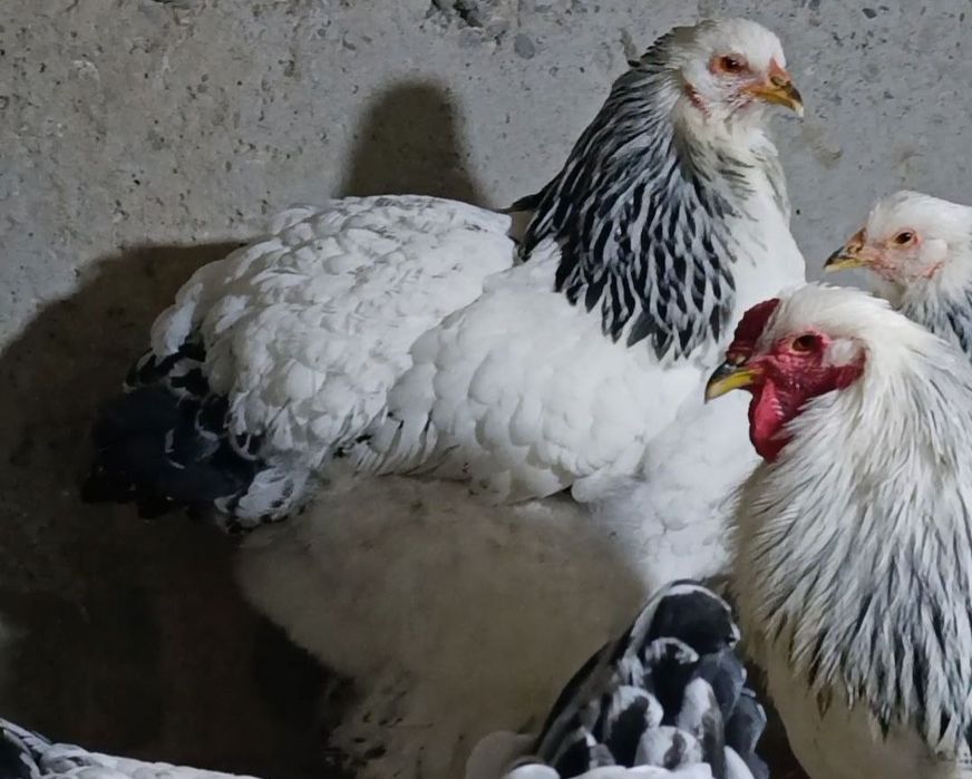 Tuxumlari Bor Direkt  tel nomerga tel qisayiz gaplashib savdo qlas