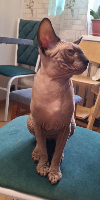 Чистокровный Канадец, мальчик  8 мес.