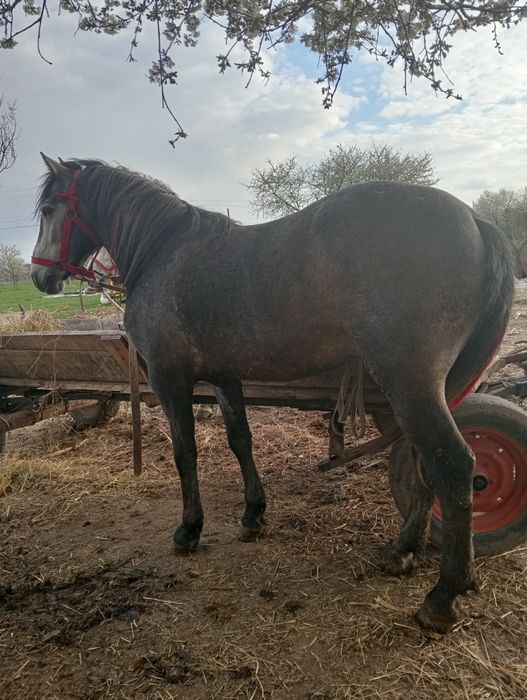 Vând mânz de 3 ani blând.