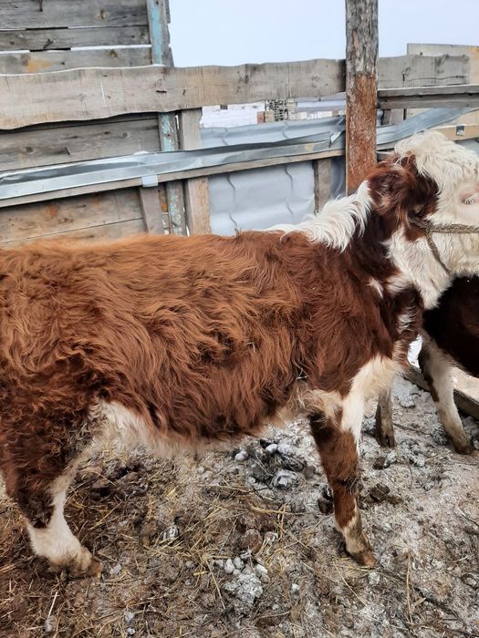 Продам бычка потсос