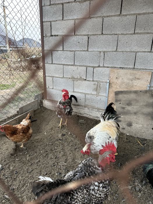 Продам  домашних петухов
