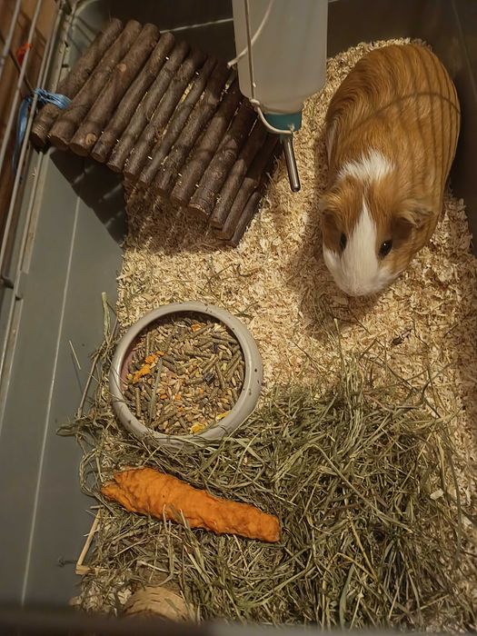 Porcusor de guineea