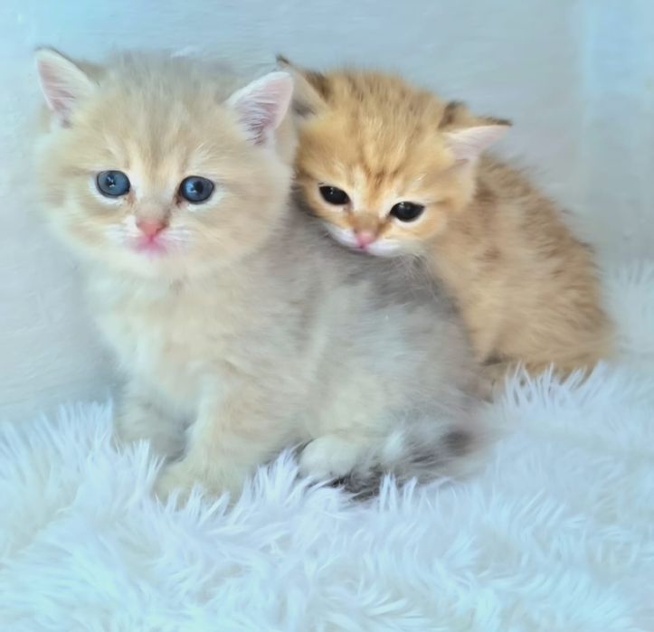 БриТансКие КотЯта