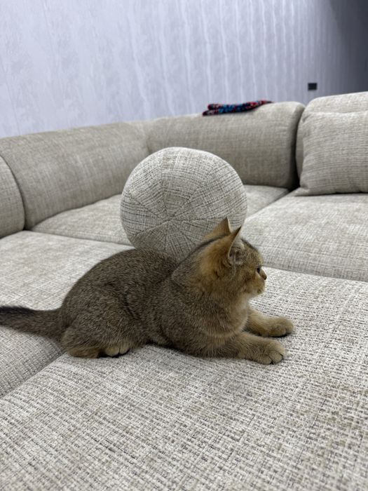 Британские шиншила келишилади