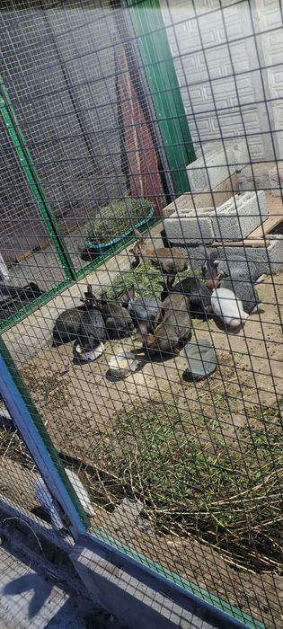 Продам кроликов молодых.