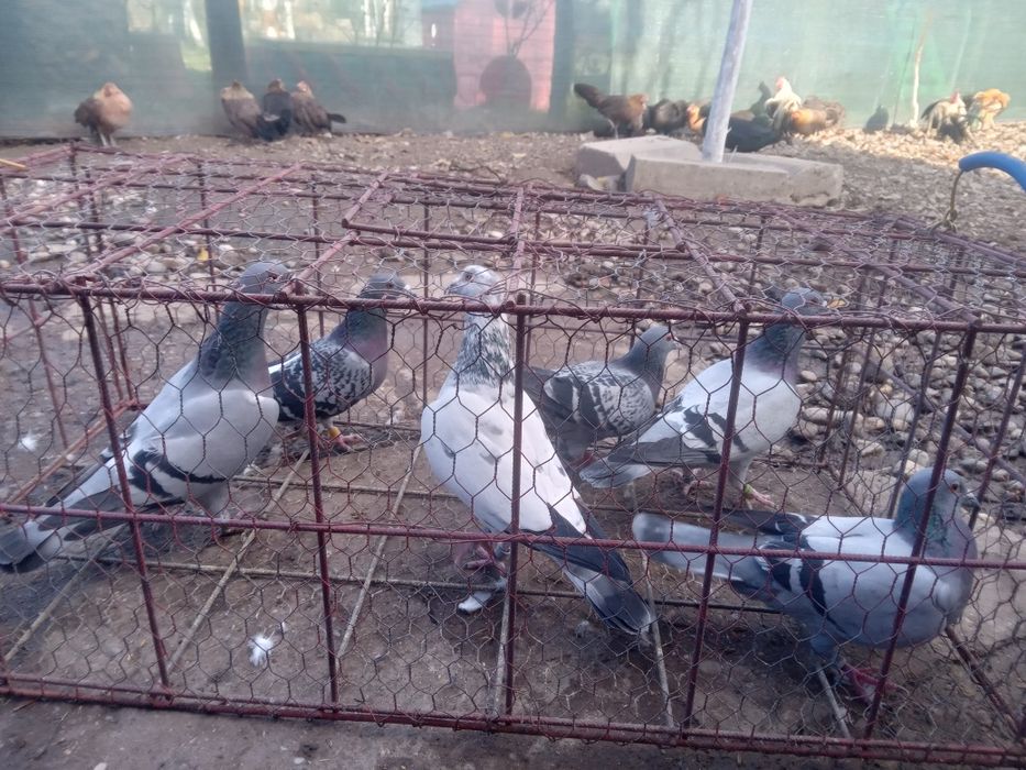 Vand porumbei sau schimb