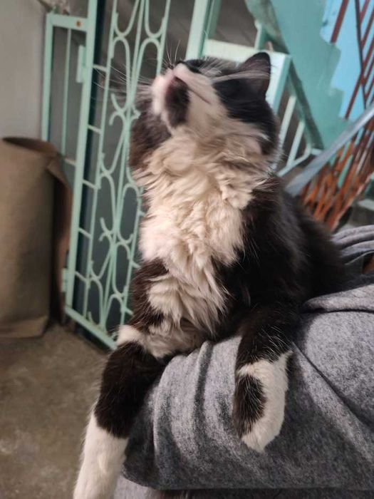 молоденький котик в хорошие руки