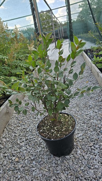 Растения кустарник